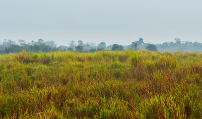 Obraz premium Plain with elephant grass and trees on the horizon in Kaziranga National Park, India.