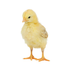 Little yellow chick isolated on white background.