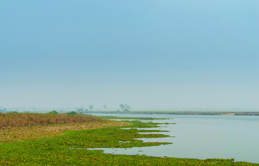 A lake covered with green algae.