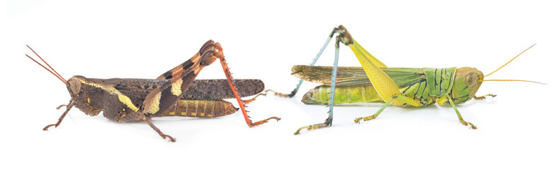 Green Grasshopper Isolated on White Background