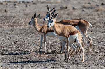 Closeup of a herd of Impalas - Aepyceros melampus- grazing on the plains of Etosha National Park, Namibia.