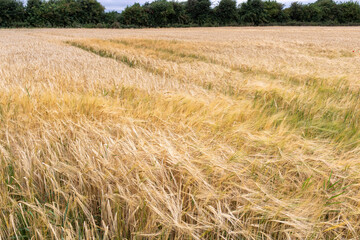 Wheat field in the summer. Background of ripening ears of wheat field.