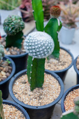 Cactus in a pot on a green background. Small cactus in a clay pot. Indoor garden. On the balcony fence. Ideas for planting plants in your home or office in a small space.