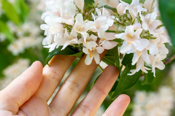 Female hand touching Jasminum Polyanthum flowers in botanical garden in spring summer day. Beautiful small flowering. Pink Jasmines bloom in clusters of starry white and pink buds. Blossoming tree.