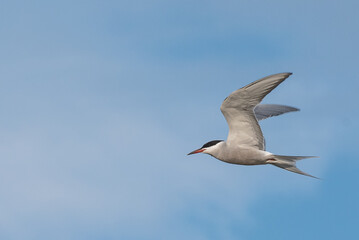 Fototapeta na wymiar Arctic tern (Sterna paradisaea)