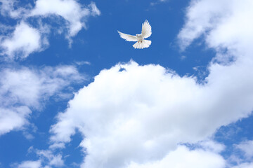beautiful blue sky with white clouds, white dove in the sky, dove of peace in the blue sky