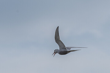  Arctic tern (Sterna paradisaea)