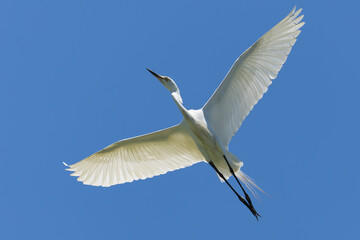 蒼空を飛ぶチュウサギ