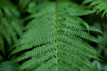Beautiful fern leaf texture in nature. Natural ferns background Fern leaves Close up ferns nature. Fern plants in forest Background of the ferns Nature concept. Green ferns nature.
