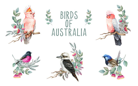 Birds of Australia watercolor illustration set. Hand drawn pink cockatoo parrot, pink robin, kookaburra, fairy wren, galah birds. Australian native birds with eucalyptus leaves and flowers decor