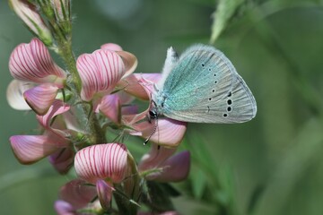 butterfly on a flower
