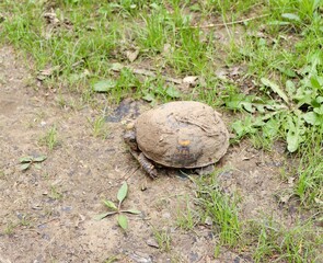 A close view of the muddy turtle in the grass.