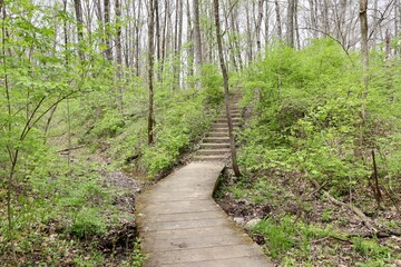 The wooden boardwalk steps on the trail in the woods.