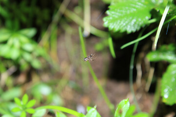 segestriidae black spider macro photo