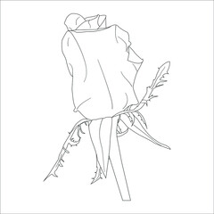 Line art coloring book page with roses and leaves. Vector illustration, coloring, Vector outline flowers.