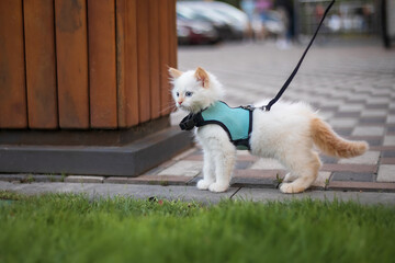 Cute fluffy kitten walking on the leash outdoor. 