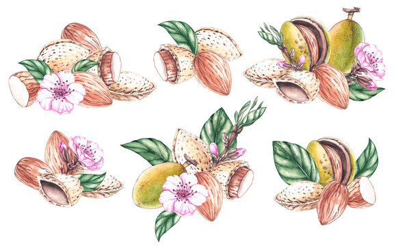 Watercolor set of almond nuts with flowers, fruits, leaves