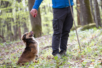 Happy dog and man playing in spring forest