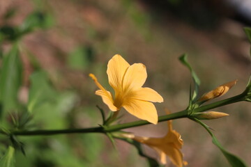 Yellow flower are on branch and buds with blur background. Scientific name is Barleria prionitis L., Thailand.
