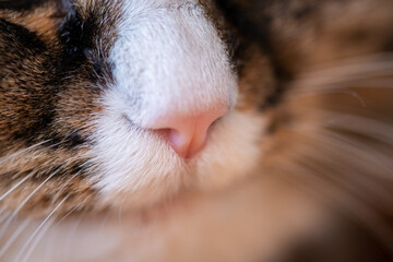 Beautiful nose of a domestic cat macro