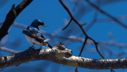 swallow on a branch