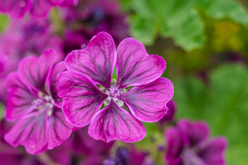 Obraz premium コモンマロウ