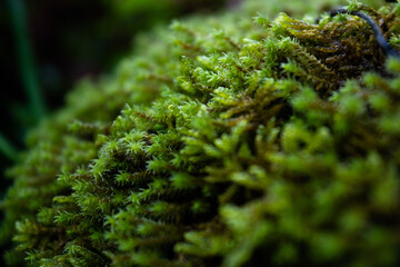 Green moss on a stone, macro