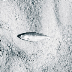 dead fish on beach 