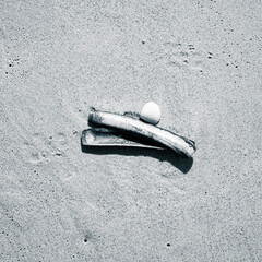 shell in the sand