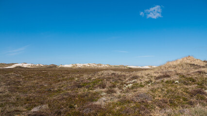 Heidelandschaft mit Dünen in der Nähe von Hvide Sande, Dänemark