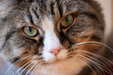 Domestic cat looks into the macro lens of the camera portrait close-up