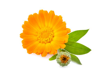 Calendula. Flowers  isolated on white background.