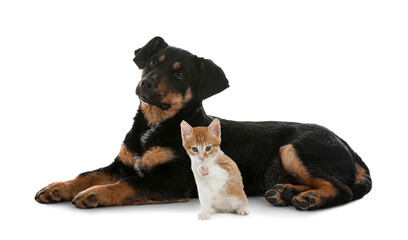 Cute cat and dog on white background. Animal friendship