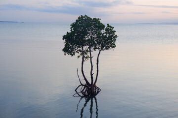 マングローブと夕日