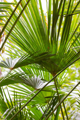 Obraz na płótnie Canvas Green palm leaves vertical background. Jungle, rainforest, botanical garden concept. Natural green abstract backdrop texture of tropical exotic palm trees foliage in summer. Summertime nature pattern.