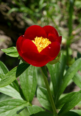 Top view of paeonia peregrina - a wild plant shot in spring