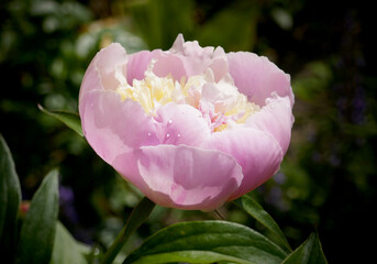Paeonia mascula shot in the spring with dewdrops in the garden