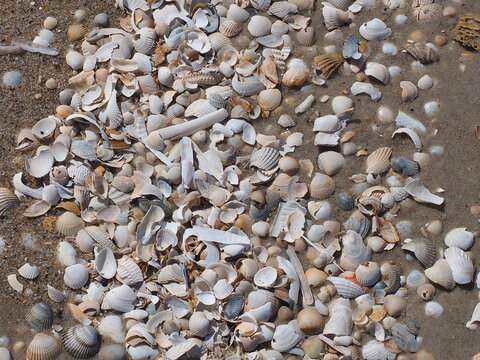 muscheln im Sand am strand 
