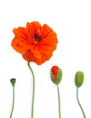 Beautiful bright red poppy flowers on white background, flat lay