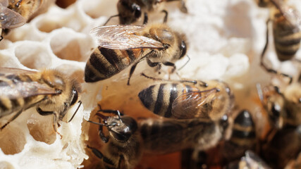 Close-up of bees in the hive with cells in background