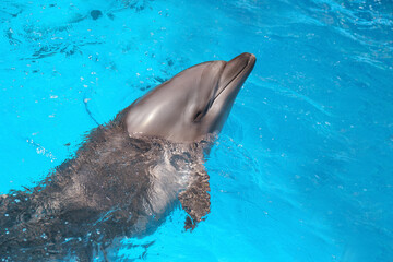 Obraz premium Dolphin swimming in pool at marine mammal park