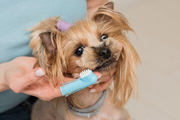 woman's hand holds a toothbrush and brushes the dog's teeth, cleaning the teeth of a yorkshire...