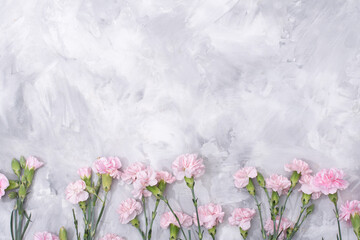 Naklejka na ściany i meble loose pink carnations scattered on cement background, spring holidays, valentine