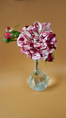 a glass vase with a two - tone rose of red and pink color stands on a brown background . poster. happy Mother's Day. copy space