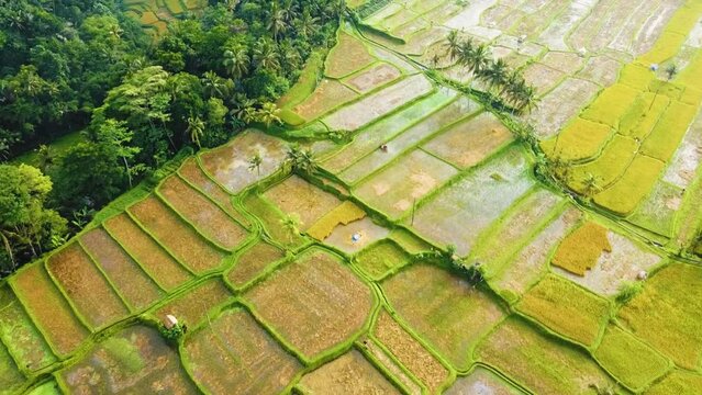 Amazing cinematic Ubud, Bali drone footage with exotic rice terrace, small farms and agroforestry plantation. This nature air footage was shot using DJI drone in full HD 1080p during sunrise.