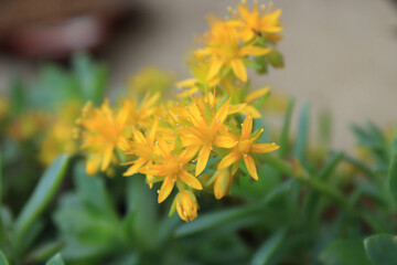 sedum palmeri succulent plant photo