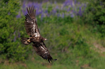Fototapeta premium A Bald Eagle Fishing in Maine 