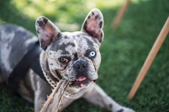 Bulldog francés merle con un ojo de cada color sentado y en el jardín tomando el sol
