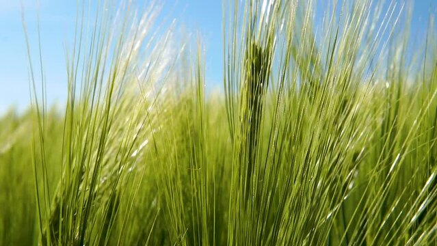 Close up view of Green ears of Grain, blue sky in background