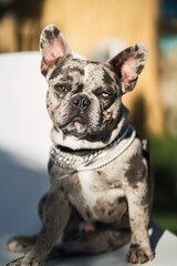 Bulldog francés merle con un ojo de cada color sentado y en el jardín tomando el sol